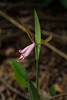 Cleistesiopsis bifaria (Mountain Small Spreading Pogonia orchid)