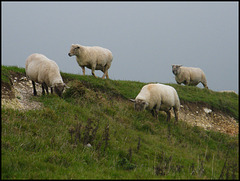 bunch of sheep