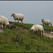 bunch of sheep