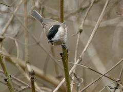 Mésange nonnette