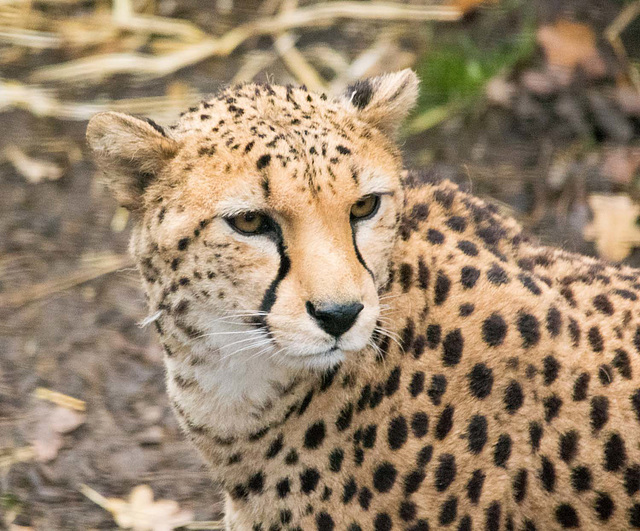 Cheetah close up. (1)