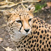 Cheetah close up. (1)
