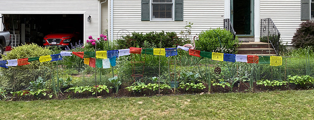 Front veg garden with prayer flags