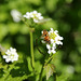 Knoblauchrauke (Alliaria petiolata) und Schwebfliege