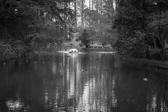 Pond in a park