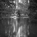 Pond in a park