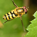 EF7A4345 Hoverfly