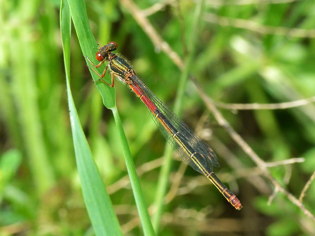 Small Red Damsel f (Ceriagrion tenellum typica) DSC 5135