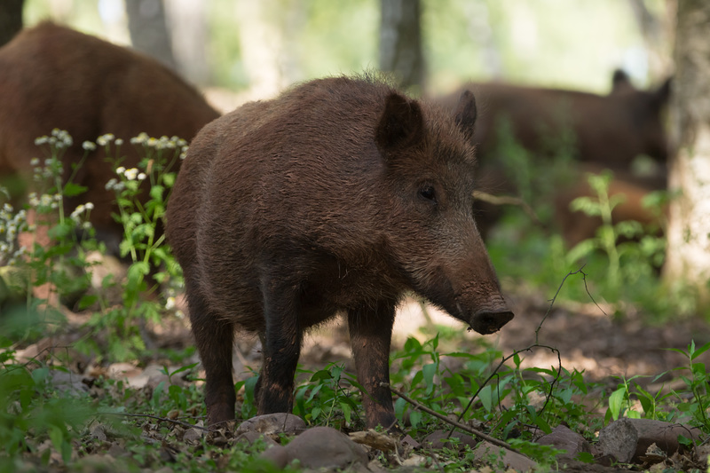 Hochwildpark Rheinland