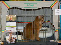 Rags in single cage