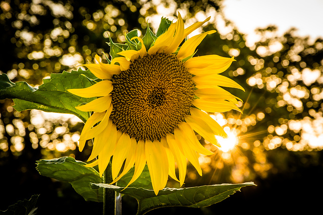 Sonnenblume im Gegenlicht