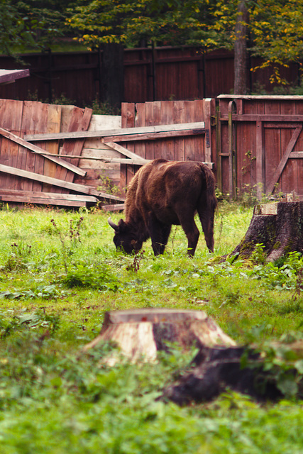 Bison