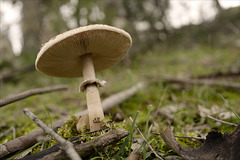 Lepiota procera.