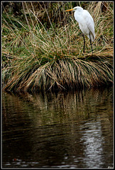 Grande Aigrette