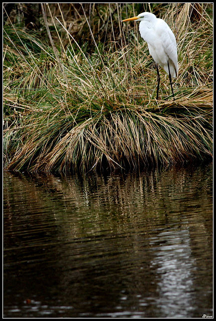 Grande Aigrette