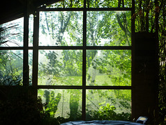 fenêtre verte