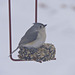 Tufted Titmouse