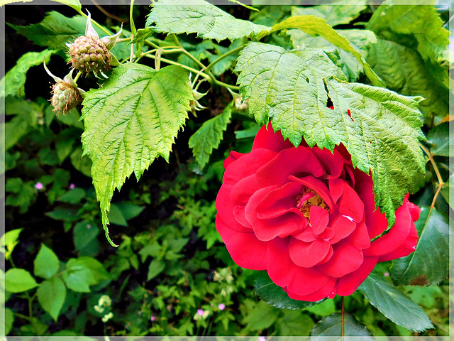 La rose et les framboises du jardin avec PIP