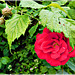 La rose et les framboises du jardin avec PIP