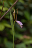 Cleistesiopsis bifaria (Mountain Small Spreading Pogonia orchid)