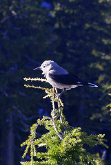 Clark's Nutcracker