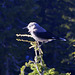 Clark's Nutcracker