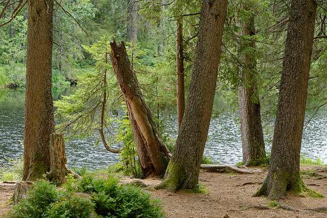 Etang de la Gruère