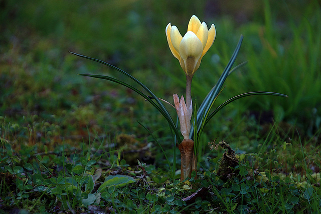 Crocus printanier .