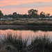 Dawn at the wetlands