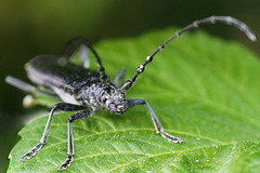So lange Fühler ... Such long antennae ...
