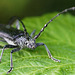 So lange Fühler ... Such long antennae ...