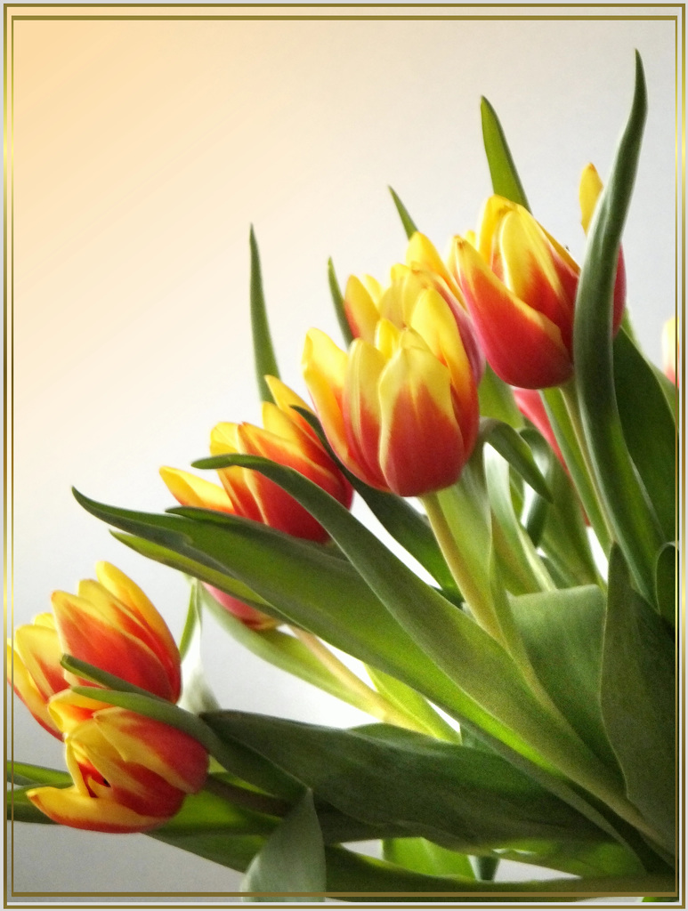 Tulpenstudie 1.