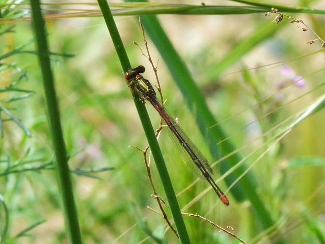 Small Red Damsel f (Ceriagrion tenellum typica) DSC 5128