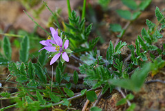 Erodium moschatum