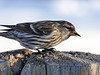 Common Redpoll / Carduelis flammea