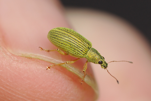 EF7A8879weevil