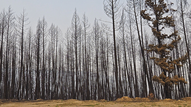 Canadian Forest Fires