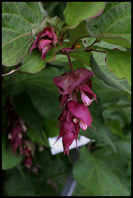 Leycesteria formosa- arbre aux faisans