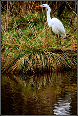 Grande Aigrette