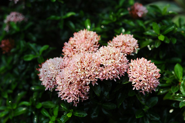 20180314-6934 Ixora 'Pink Dwarf'