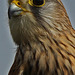 Raptor Profile 1 097   Common Kestrel  Female