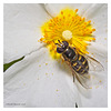 Hoverfly collecting pollen.