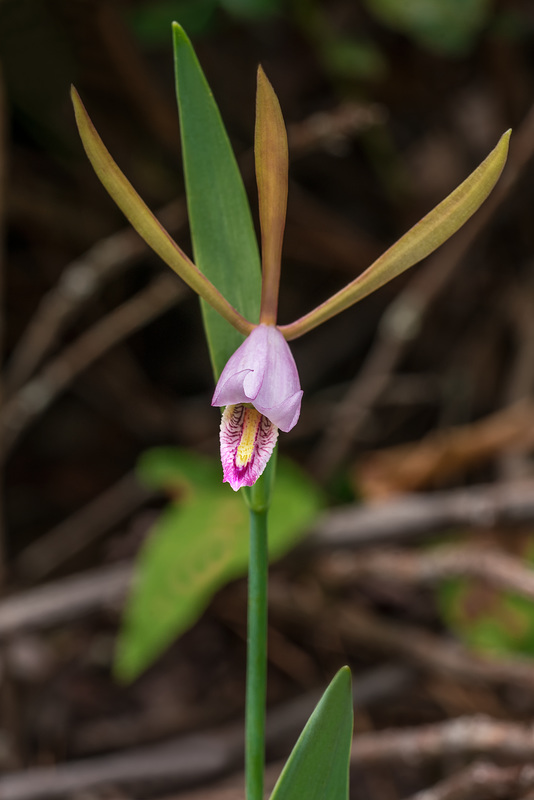 Cleistesiopsis bifaria (Mountain Small Spreading Pogonia orchid)