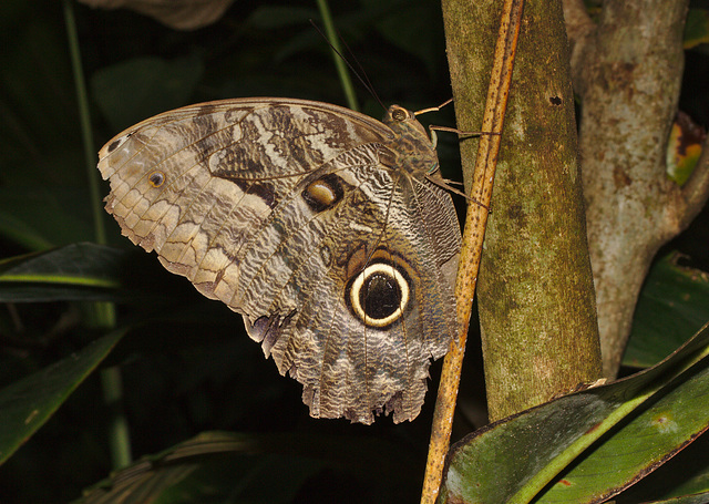 Butterfly IMG_6844