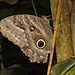Butterfly IMG_6844