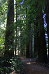 Redwoods