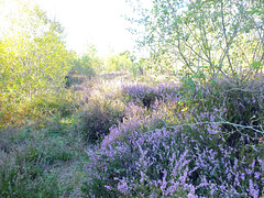 Bruyère dans la forêt