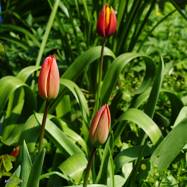 Dans mon jardin