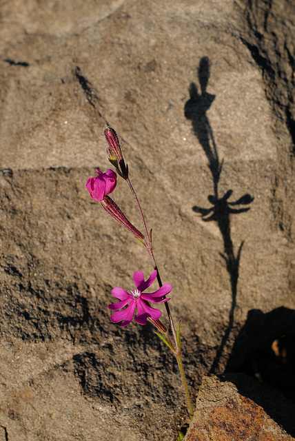 Silene scabriflora, Caryophyllales