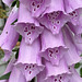 foxglove